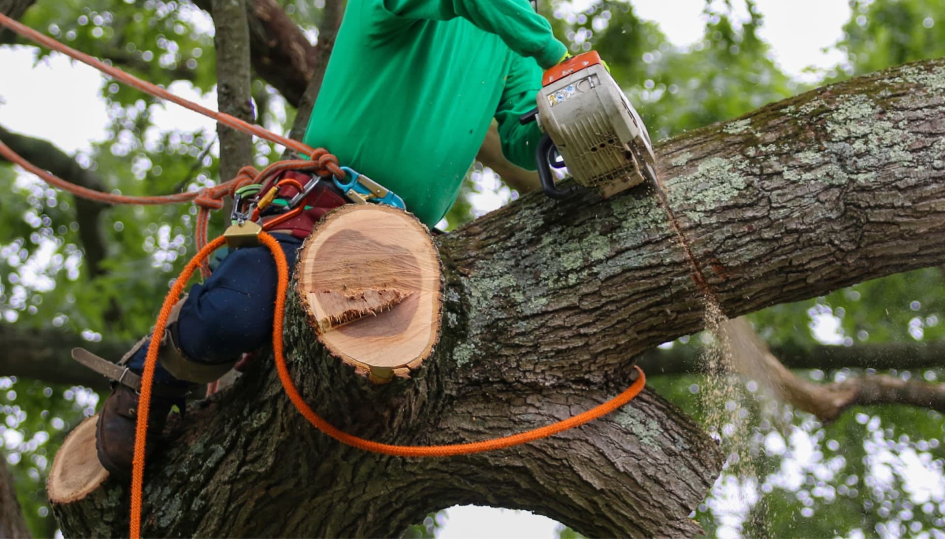Our team is committed to making the process of tree care and removal affordable in Columbia, Maryland