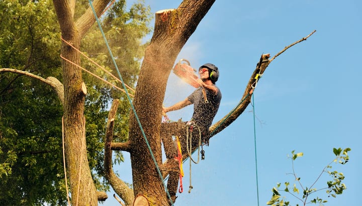 Local tree removal contractors in Columbia, Maryland