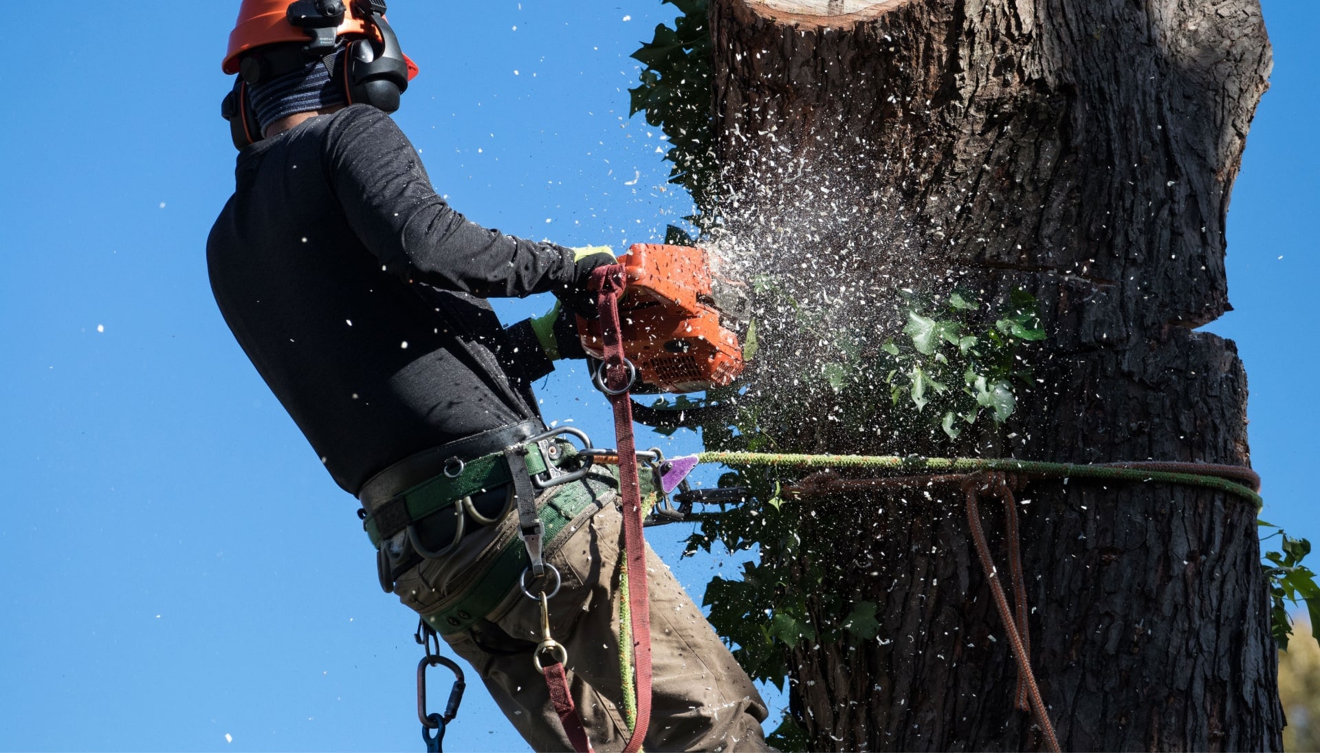 offering best tree removal solutions in Columbia, Maryland