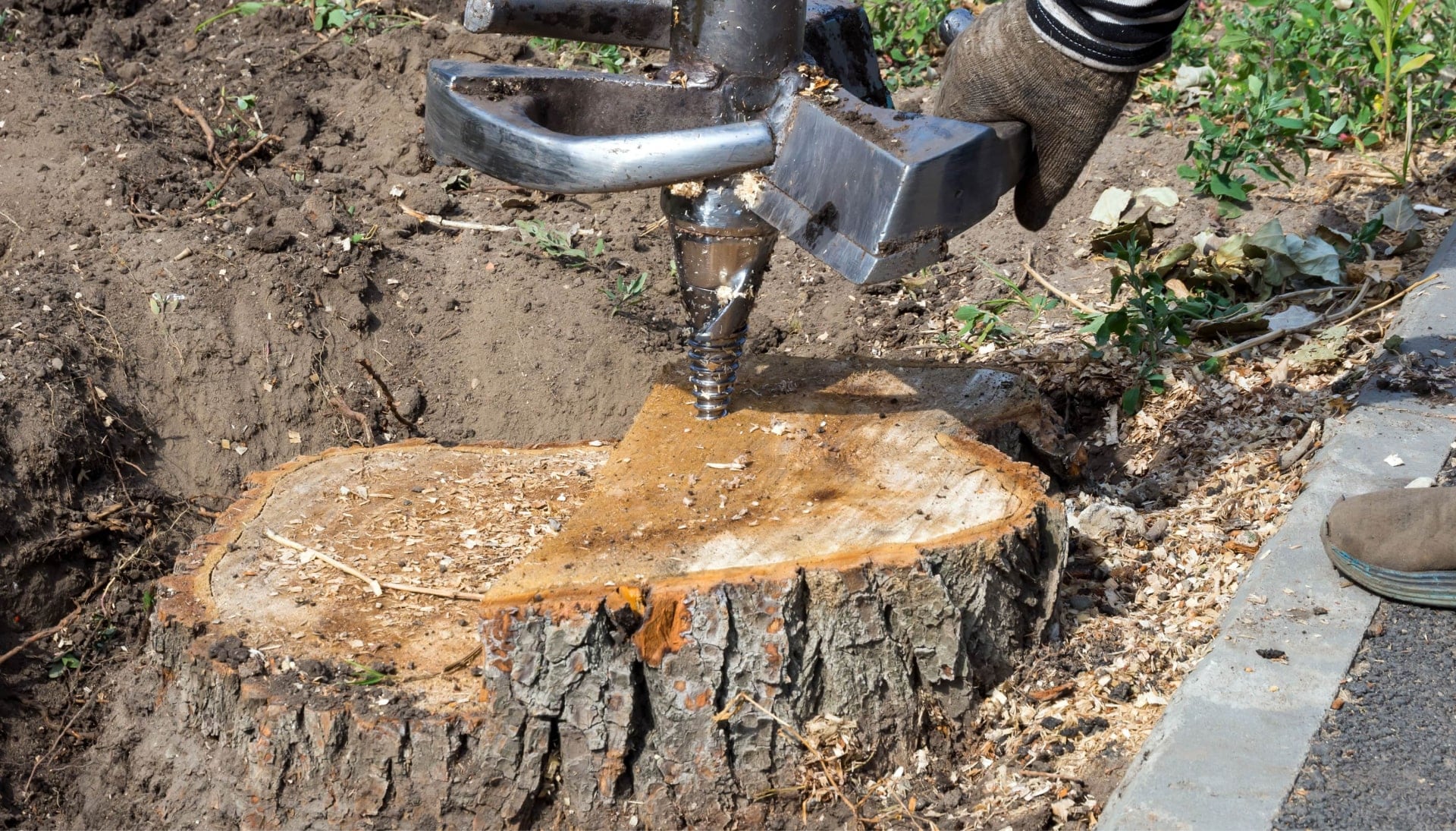 Tree Stump Removal Specialists in Columbia, Maryland